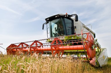 Harvesting combine in the wheat field clipart