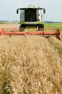 Harvesting combine in the wheat field clipart
