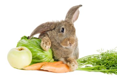 Brown rabbit with vegetables isolated clipart