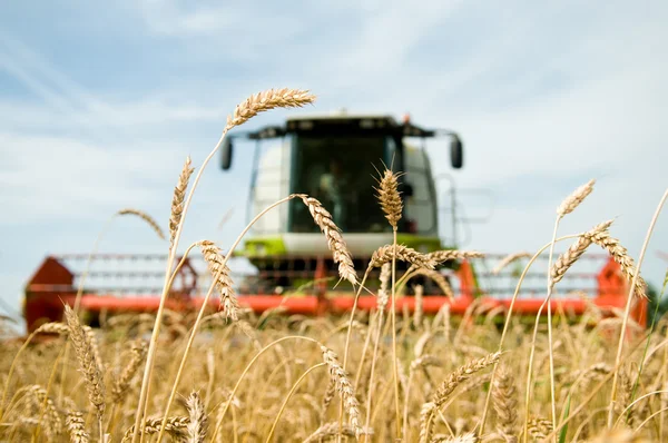 Ripe wheat with combine at background in field — Stock Photo, Image