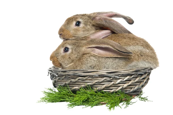 Два кролика в корзине и овощи — стоковое фото
