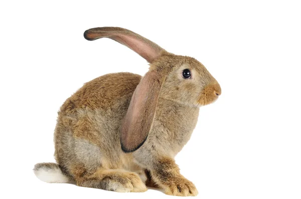 Hnědý králík bunny izolované — Stock fotografie