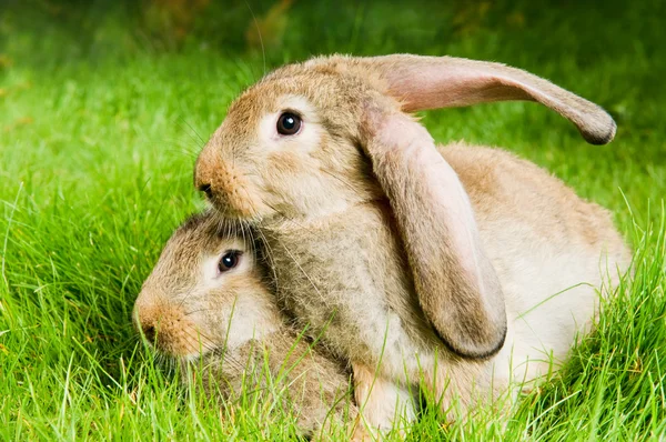 Два кролика на зеленій траві — стокове фото