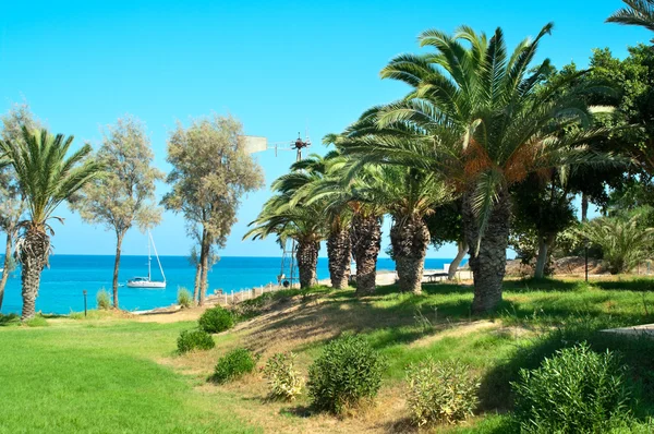 Hotel grondgebied met mooie palmbomen — Stockfoto