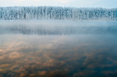 Unfrozen lake in the winter forests of Karelia, Russia. Black water and snowy brunches clipart