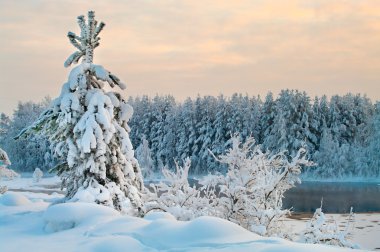 Fir tree in winter forests of Karelia, Russia. Black water and snowy brunch clipart