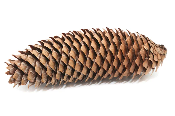 Fir cone isolated over white background — Stock Photo, Image
