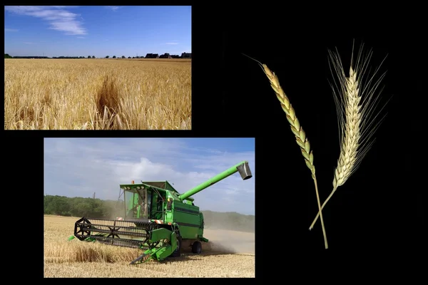 小麦拼贴画的耳朵 — 图库照片