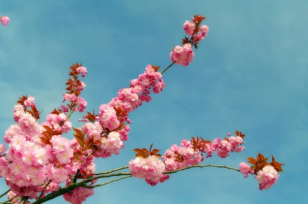 Růžový Květ Proti — Stock fotografie