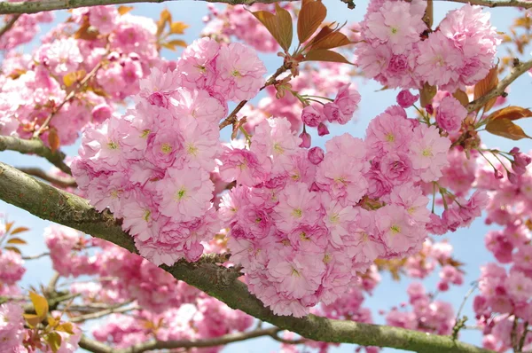 反对的粉红色的花 — 图库照片