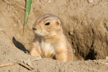 Ground squirrel clipart