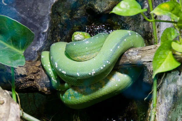 枝に緑の python — ストック写真