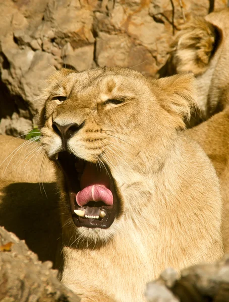 Leoa bocejando — Fotografia de Stock