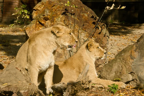 Две самки льва — стоковое фото