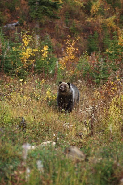 Urso pardo macho — Fotografia de Stock