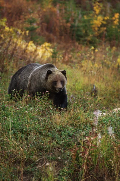 Hombre oso pardo —  Fotos de Stock