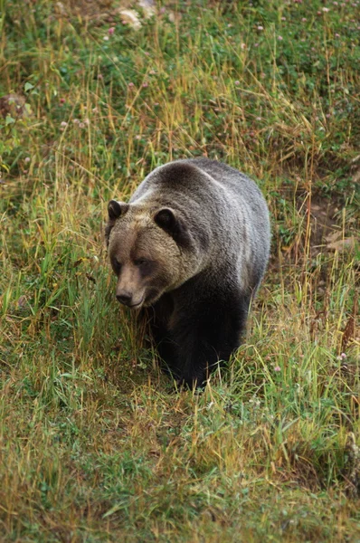 Hombre oso pardo — Foto de Stock