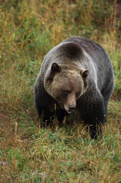 雄性灰熊 — 图库照片
