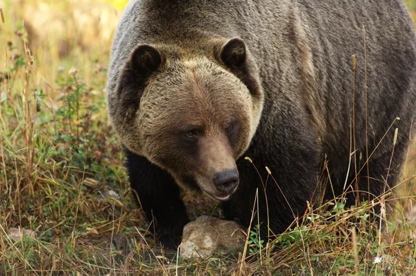 Beruang Grizzly jantan — Stok Foto