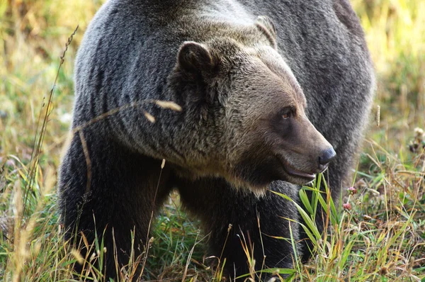 Manliga grizzlybjörn — Stockfoto