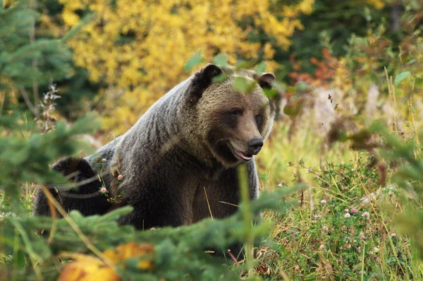 Mužské medvěd grizzly — Stock fotografie