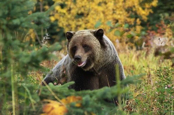 Hombre oso pardo — Foto de Stock