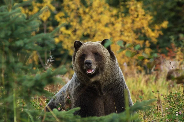 Férfi grizzly medve — Stock Fotó