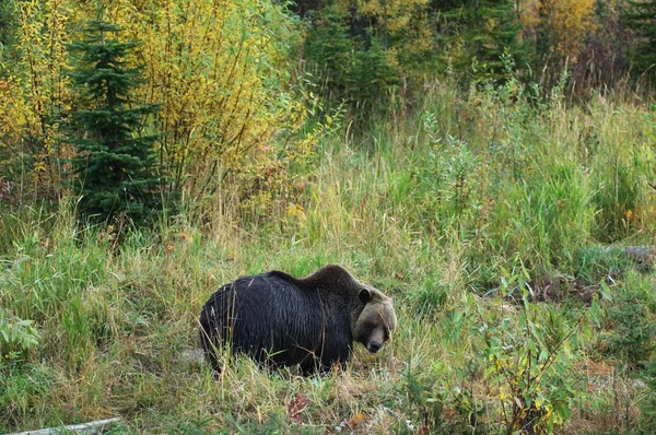 Urso pardo macho — Fotografia de Stock