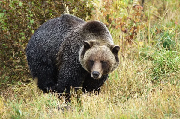 Mężczyzna niedźwiedź grizzly — Zdjęcie stockowe