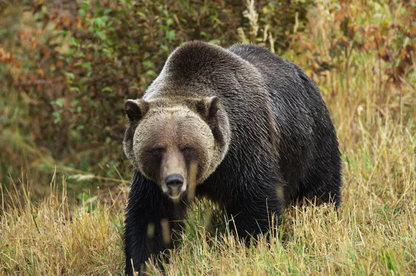 Männlicher Grizzlybär — Stockfoto