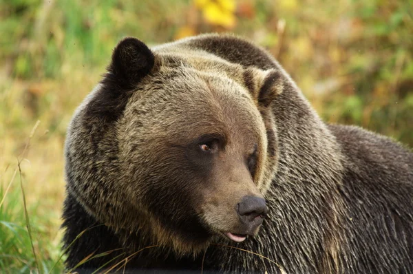 Медвежонок-гризли — стоковое фото