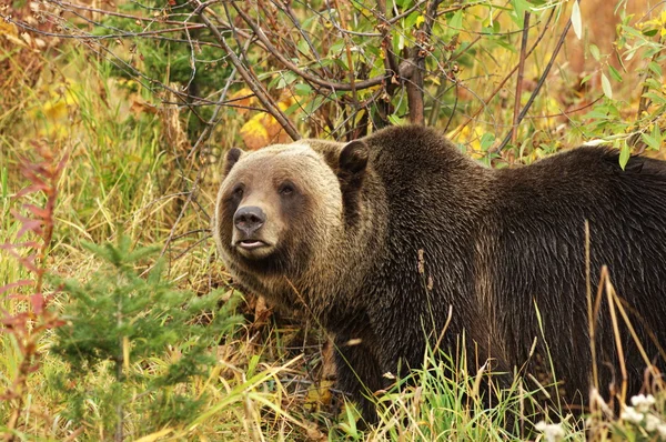 Férfi grizzly medve — Stock Fotó