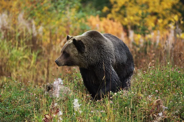 Mężczyzna niedźwiedź grizzly Zdjęcia Stockowe bez tantiem
