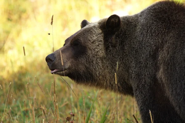 Beruang Grizzly jantan — Stok Foto