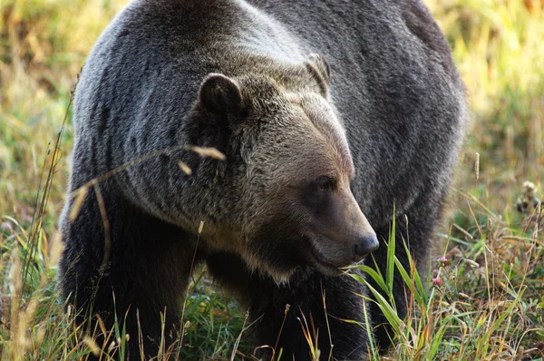 Mannelijke Grizzly Bear Mountain Weide Doorlopen — Stockfoto