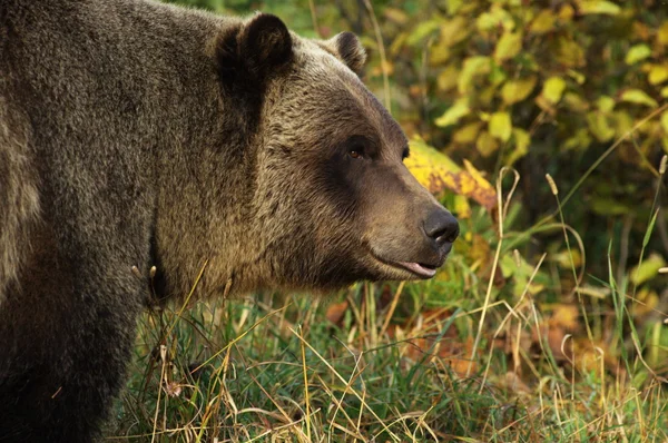 Медвежонок-гризли — стоковое фото