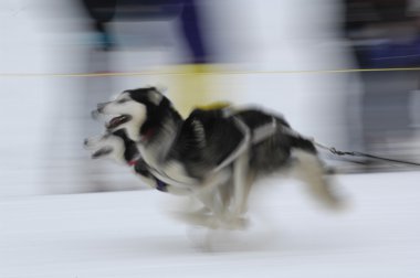 Motion image of sled dogs racing clipart