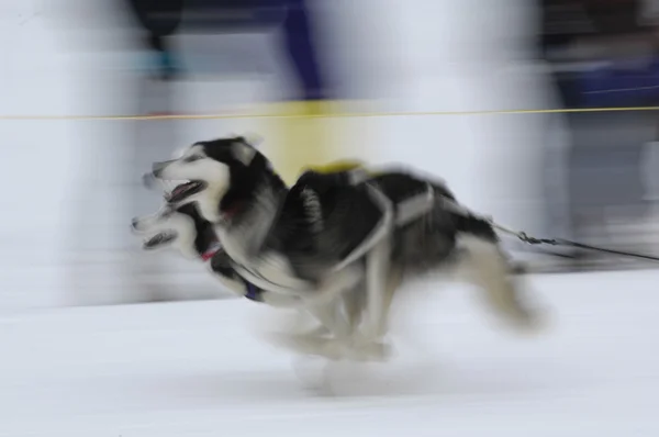 stock image Motion image of sled dogs racing