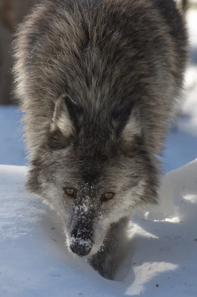 회색 늑대 — 스톡 사진