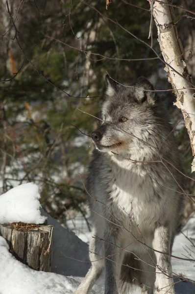 Lobo cinzento — Fotografia de Stock
