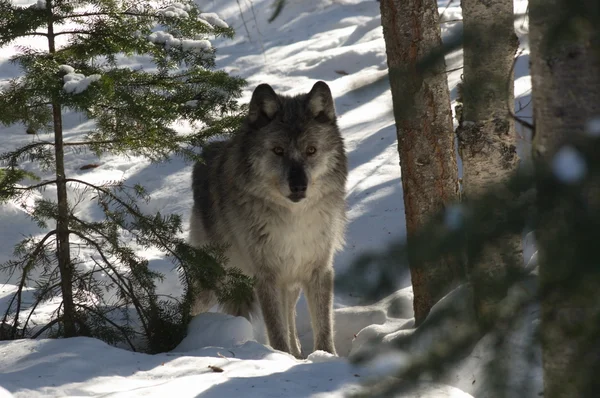 회색 늑대 — 스톡 사진
