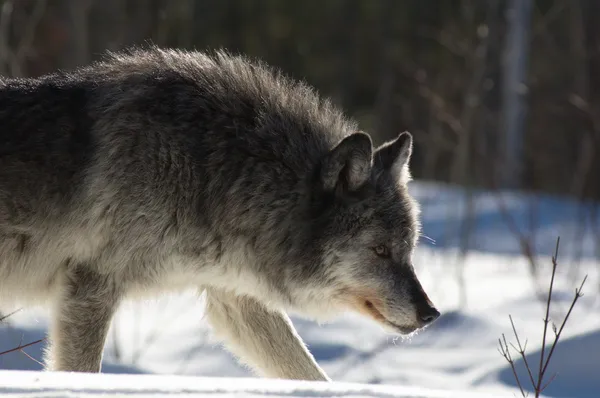 Lobo gris —  Fotos de Stock