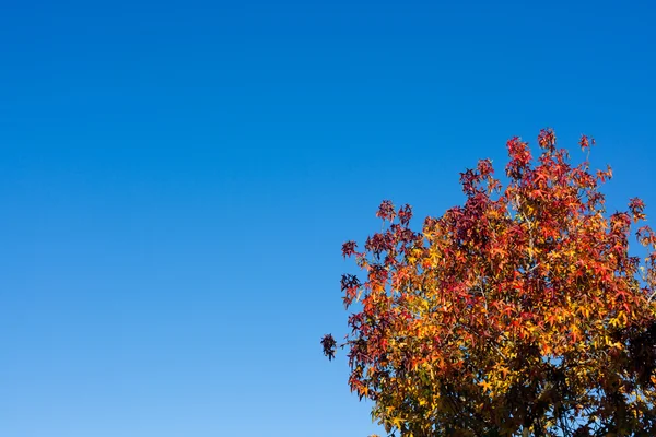 Multi Colored Leaves in Autumn against Blue Sky — Stock Photo, Image
