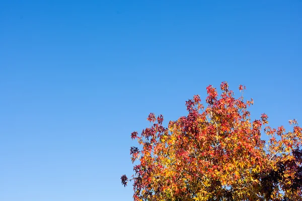Multi Colored Leaves in Autumn against Blue Sky — Stock Photo, Image