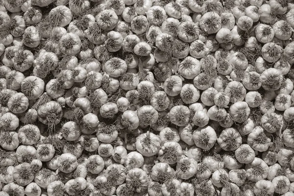 Coltivazione di aglio — Foto Stock