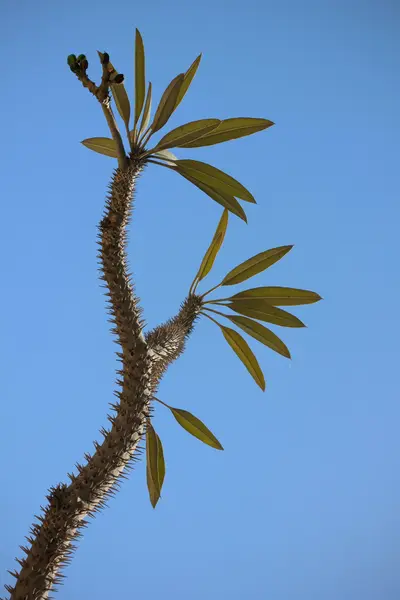带刺的植物 — 图库照片