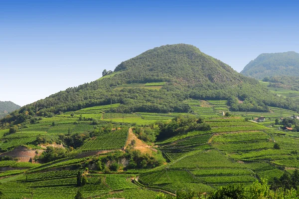 stock image Vineyard