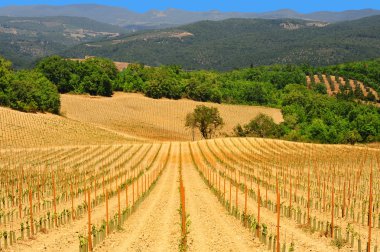 tepe Toskana chianti bölgesinde genç üzüm