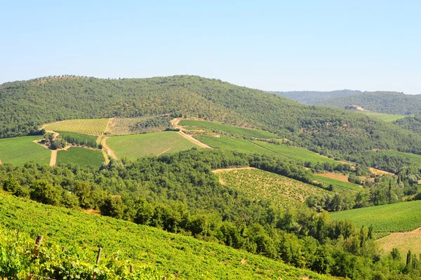 Colina Toscana Con Viñedo Región Del Chianti —  Fotos de Stock