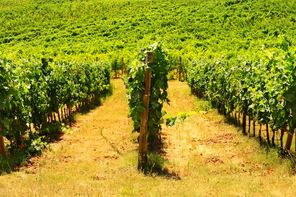 Холм Тосканы Виноградником Регионе Кьянти — стоковое фото